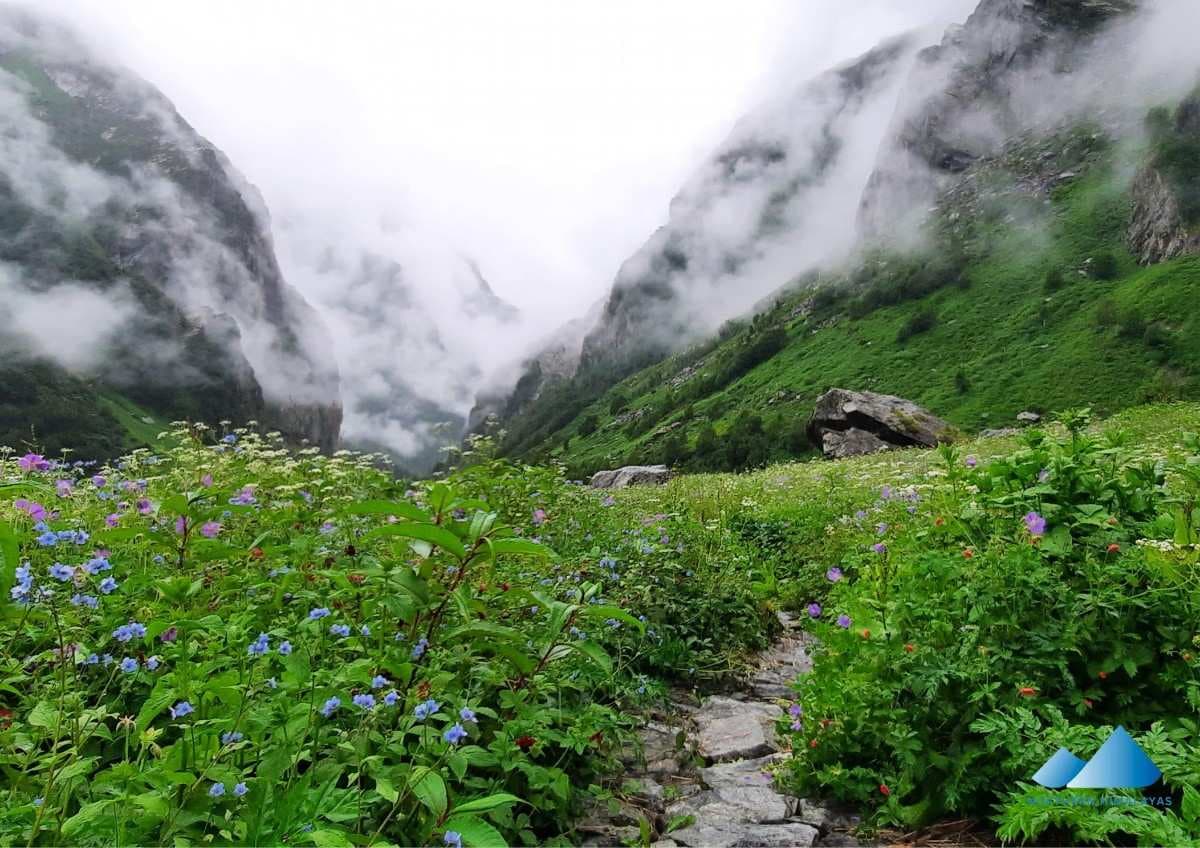 Valley of Flowers Trek Hemkund Sahib - Image 4
